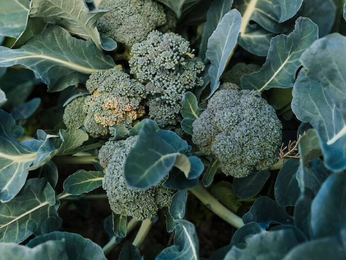 High Blood Sugar Diet 9 Low GI Summer Vegetables For Diabetics