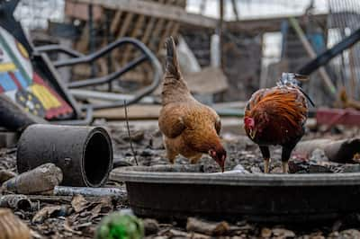 Just Like COVID, Bird Flu Virus Is Also Mutating: Experts Warn of High Potential For Humans Outbreak