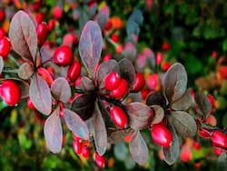 10 Facts About Berberine That You Should Know