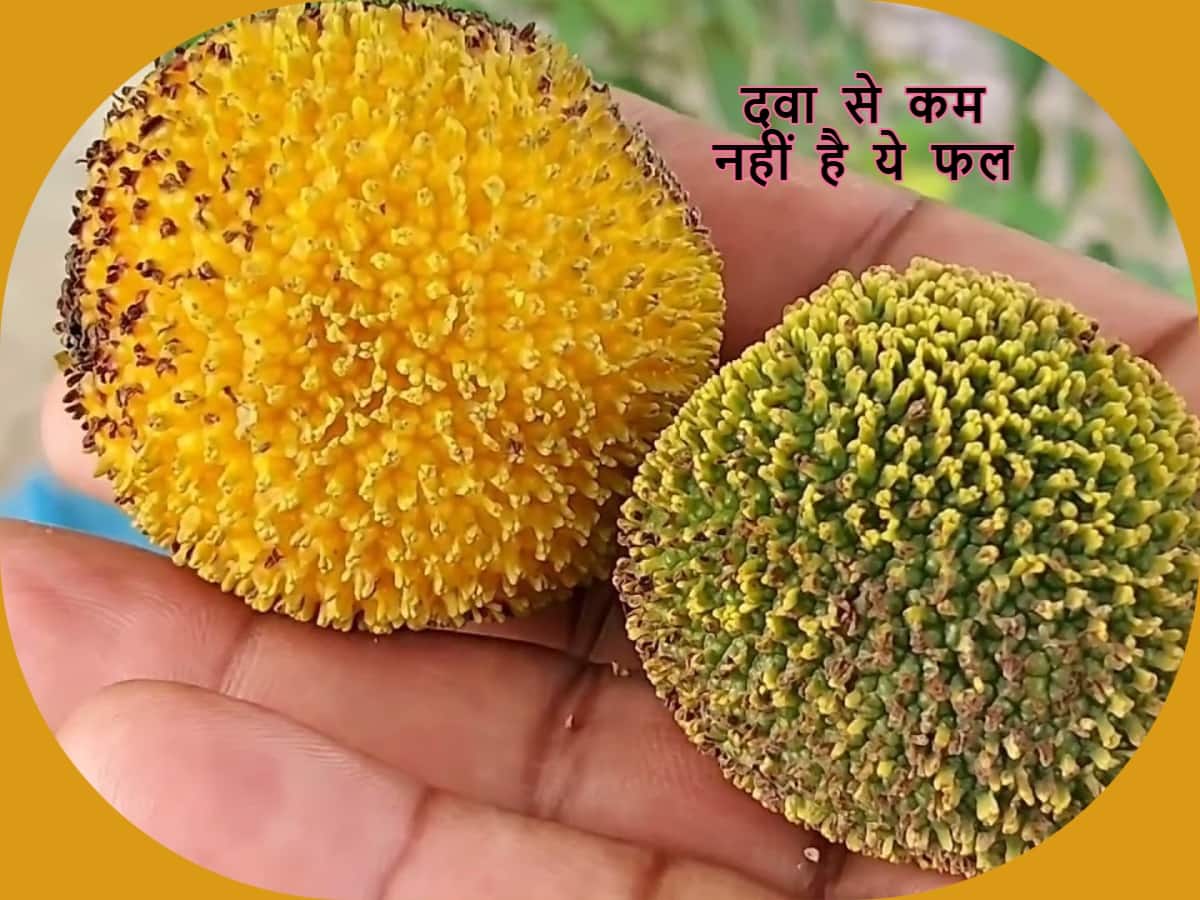 Kadamba Fruit Benefits गर्मियों में औषधि से कम नहीं है कदंब का फल