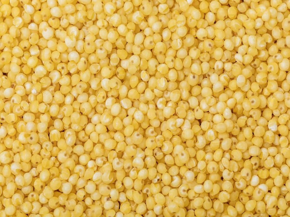 Kodo millet Uses And Health Benefits