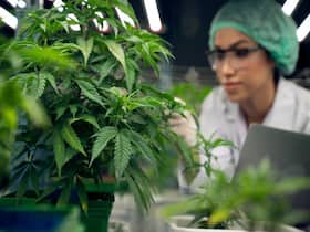 Cannabis And India: A Promising Future