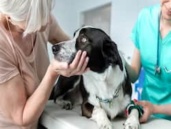 Grooming  Guide: How  To  Manage Pet's Hygiene During Monsoon