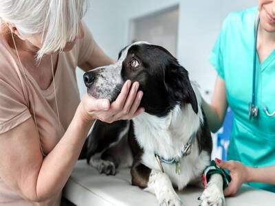 The Power Of Pets: How Companion Animals Assist Alzheimer's Patients?