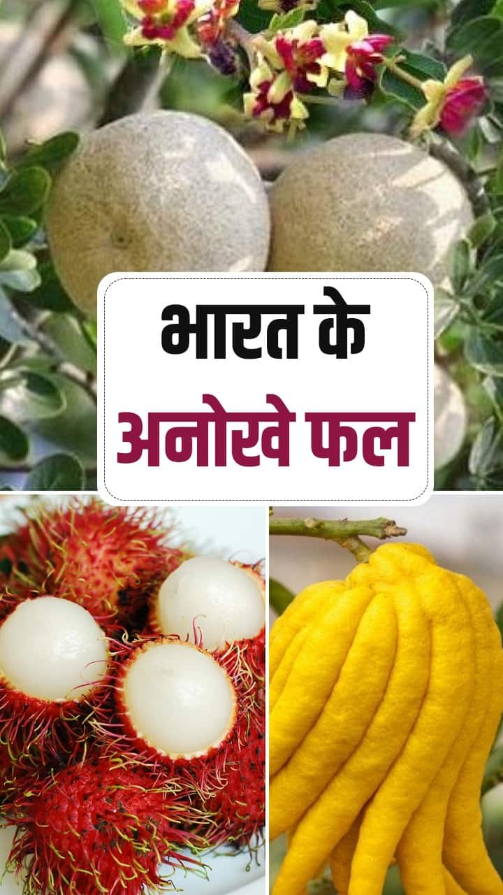 Rare Indian Fruits सेहत के लिए बेस्ट हैं ये 7 अनोखे फल