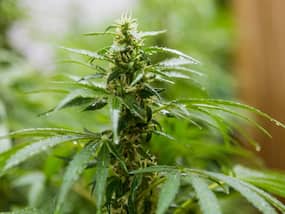 World Cannabis Day: Should Medical Cannabis Be Legalized And Commercialized In India?