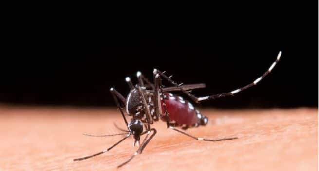 World Malaria Day: What Precautions One Should Take To Prevent Malaria?