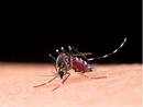 World Malaria Day: What Precautions One Should Take To Prevent Malaria?