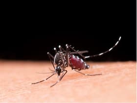 World Malaria Day: What Precautions One Should Take To Prevent Malaria?