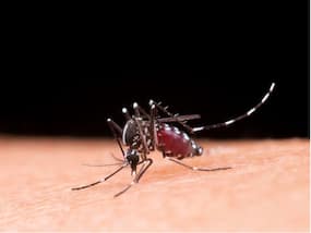 World Malaria Day: What Precautions One Should Take To Prevent Malaria?