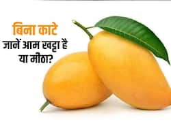 आम खट्टे हैं या मीठे? बिना काटे इन 4 आसान तरीकों से पता लगाएं आपके खरीदे हुए आम कहीं खट्टे तो नहीं