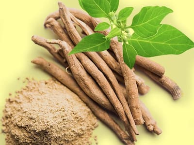 Benefits of Ashwagandha: Why People Should Include It In Their Diet