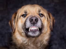 Understanding The Global Impact Of Rabies: A Call To Action On World Rabies Day