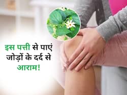 जोड़ों के दर्द को जड़ से खत्म कर सकती है ये पत्ती, रोजाना इस तरह करें सेवन