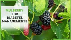 Mulberry Benefits: Sehtoot/Mulberry Can Control Blood Sugar Levels, Know Health Benefits, Watch Video