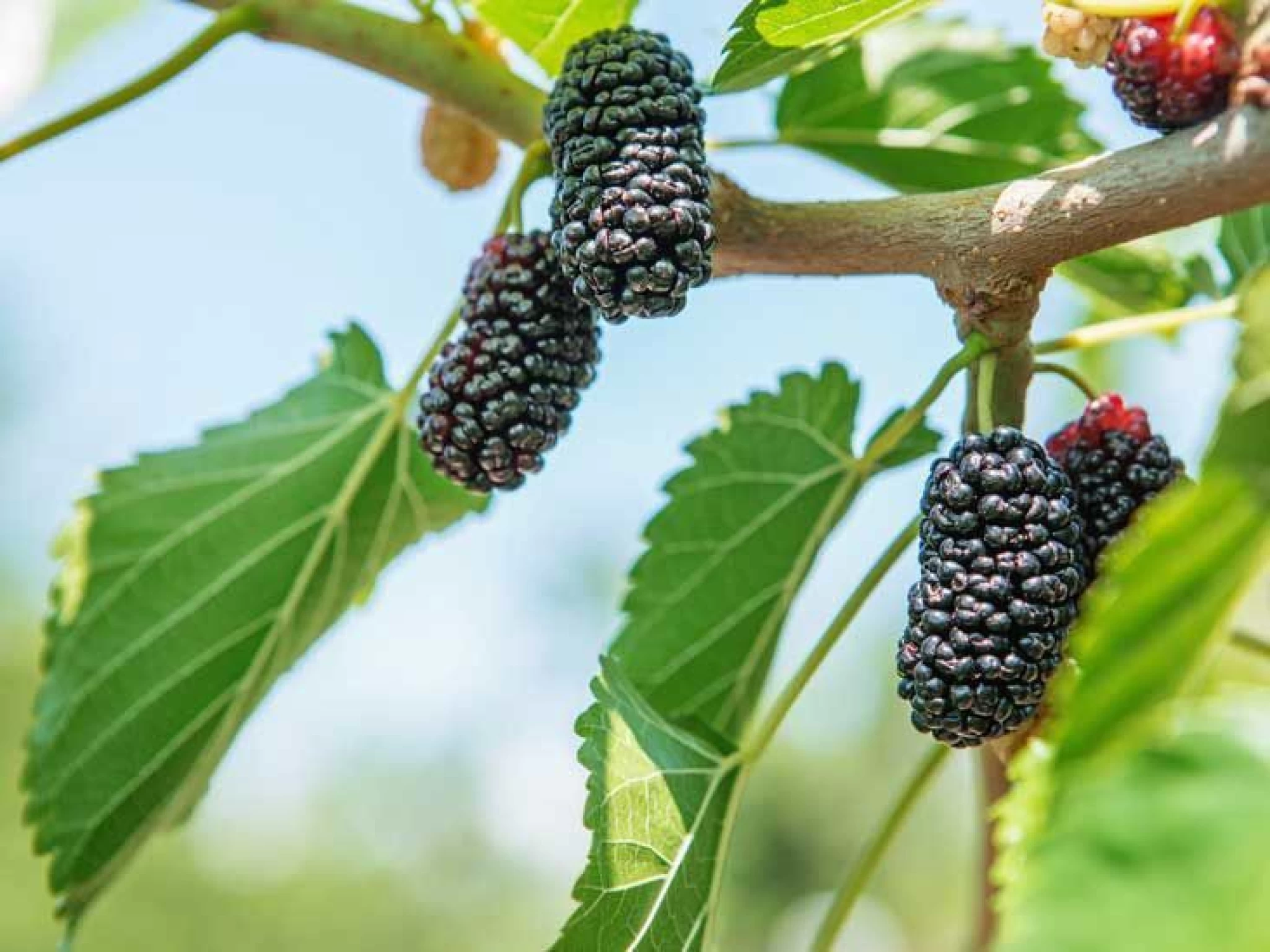 Mulberry Seeds: Precautions, Side Effects And Benefits