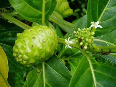 Noni Seeds: Precautions, Side Effects And Benefits