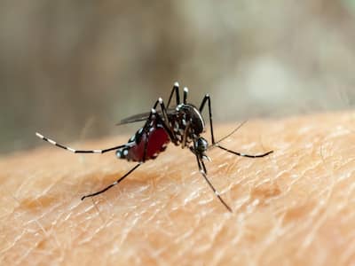 National Dengue Day 2023: Alarming Rise In Dengue Cases, Maha Records Nearly 1,000 Cases In May Alone