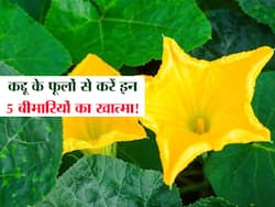 कमजोर आंखों की रोशनी को बढ़ाने में असरदार है कद्दू का फूल, जानें इसके अन्य 5  फायदे