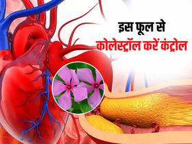 इस गुलाबी फूल से कोलेस्ट्रॉल कर सकते हैं कंट्रोल, इन 3 तरीकों से करें सेवन
