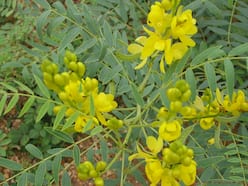 Senna: Precautions, Side Effects And Benefits