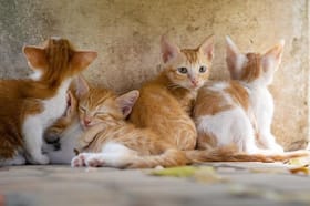 6 Tips To Keep Your Pet Safe From Summer Heat