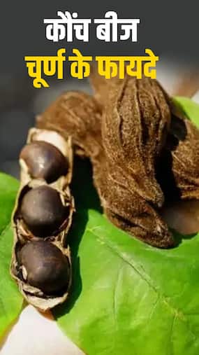 कौंच बीज चूर्ण खाने के फायदे