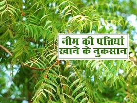 नीम की पत्तियों का जरूरत से ज्यादा इस्तेमाल करना भी होता है घातक, हो सकती हैं ये समस्याएं नीम की पत्तियों का जरूरत से ज्यादा इस्तेमाल करना भी होता है घातक, हो सकती हैं ये समस्याएं