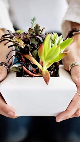 7 Indoor Plants That Can Boost Your Serotonin