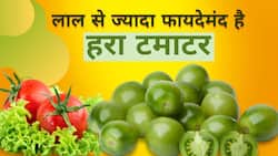Green Tomato Benefits: लाल से कई ज्यादा फायदेमंद है Green Tomato