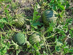 Colocynth: Precautions, Side Effects And Benefits Of Indrayan