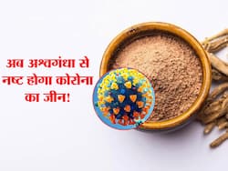 कोरोना के जीन को नष्ट कर सकता है अश्वगंधा, BHU के वैज्ञानिकों को मिली ये बड़ी सफलता