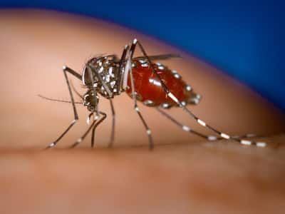 Kerala Reels Under Massive Dengue And Rat Epidemic Fever: 10 Things You Should Know