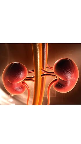 Why Shouldn’t You Ignore The Health Of Your Kidneys?