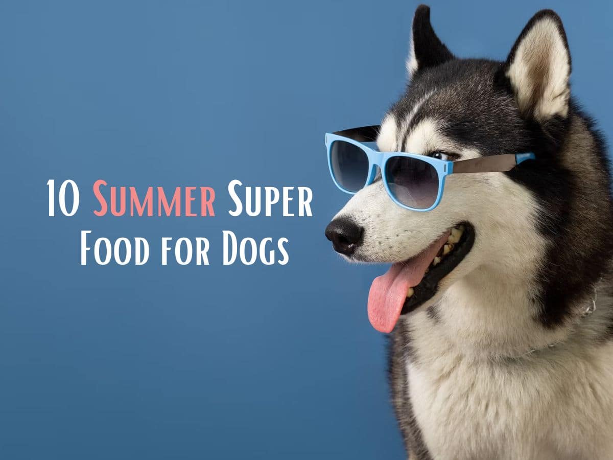 Best dog discount food for summer