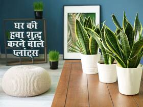 सिर्फ बाहर नहीं घर तक भी मार कर रहा है वायु प्रदूषण, आज ही घर पर लगाएं ये एयर प्यूरीफायर प्लांट