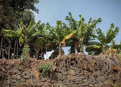 Banana Root: Benefits, Precautions And Side Effects