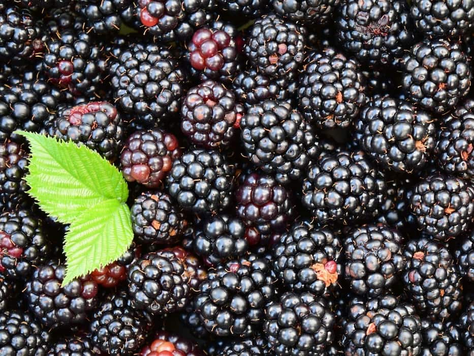 Is It Safe To Eat Blackberry During Pregnancy?