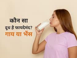 गाढ़ा होने के बावजूद भैंस के दूध से बेहतर क्यों है गाय का दूध? जानिए इसके पीछे की सच्चाई