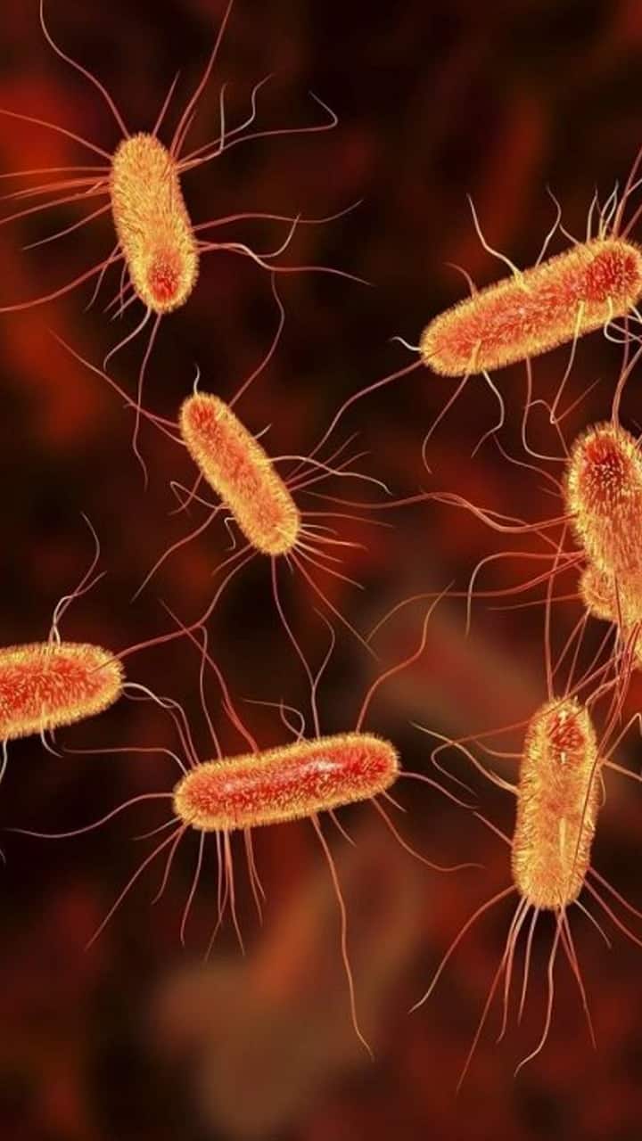 EColi Causes And Symptoms You Should Know About
