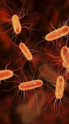 E-Coli: Causes And Symptoms You Should Know About