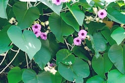 Elephant Creeper: Precautions, Side Effects And Benefits Of Vidhara