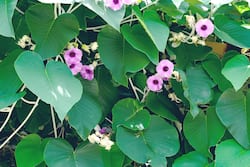 Elephant Creeper: Precautions, Side Effects And Benefits Of Vidhara