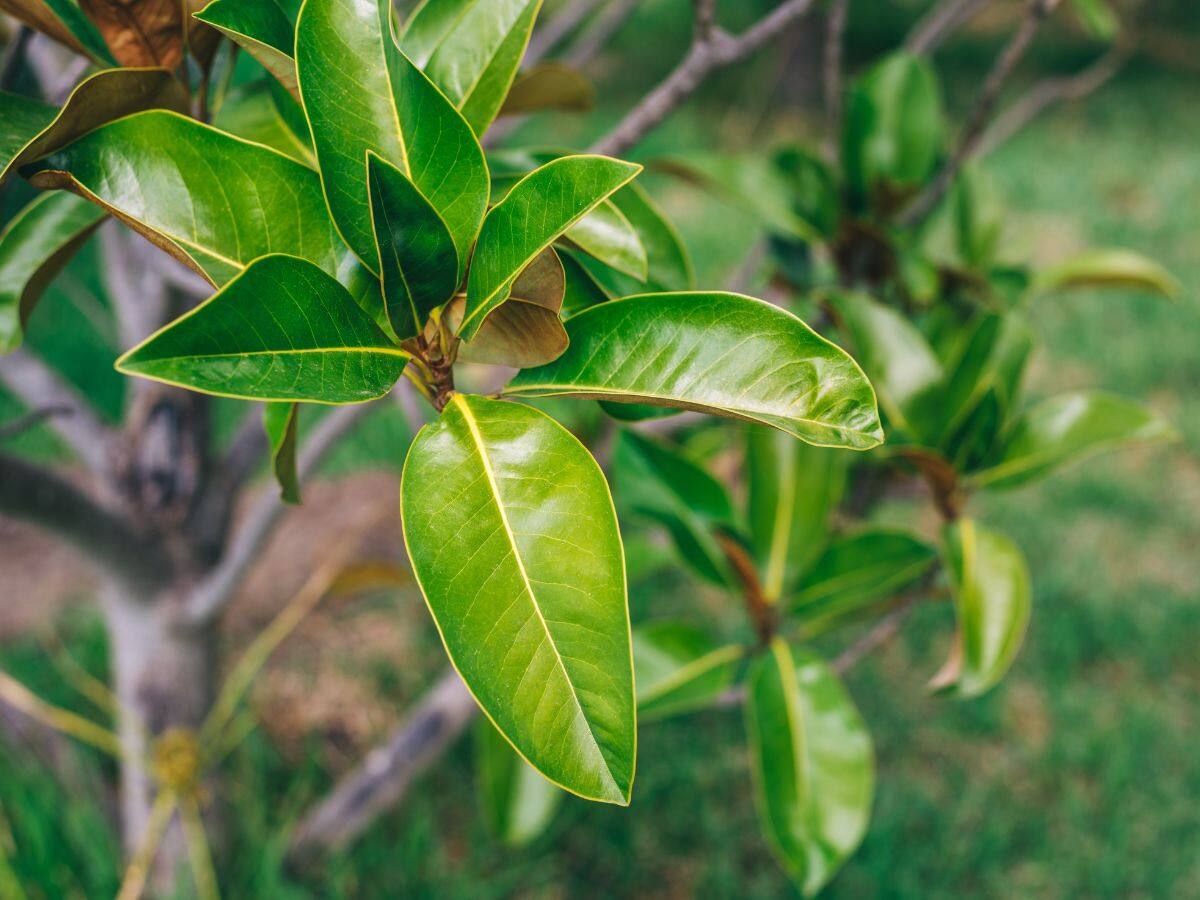 Mango Leaves Benefits For Hair जानिए आम की पत्तियां है बालों के लिए