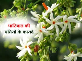 इन 5 रोगों को जड़ से खत्म करती है इस पौधे की पत्तियां और फूल, हिन्दुओं के लिए खास है ये पौधा