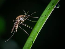 USA Witnesses A Sudden Resurgence Of Malaria Cases After 20 Years