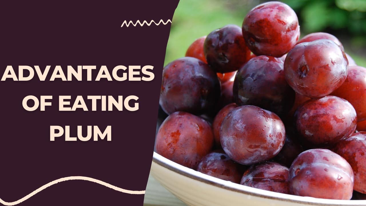 Plum Goodness 8 Types Of Plums To Add To Your Diet For Amazing Health Benefits 3802