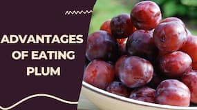 Plum Goodness: 8 Types Of Plums To Add To Your Diet For Amazing Health Benefits