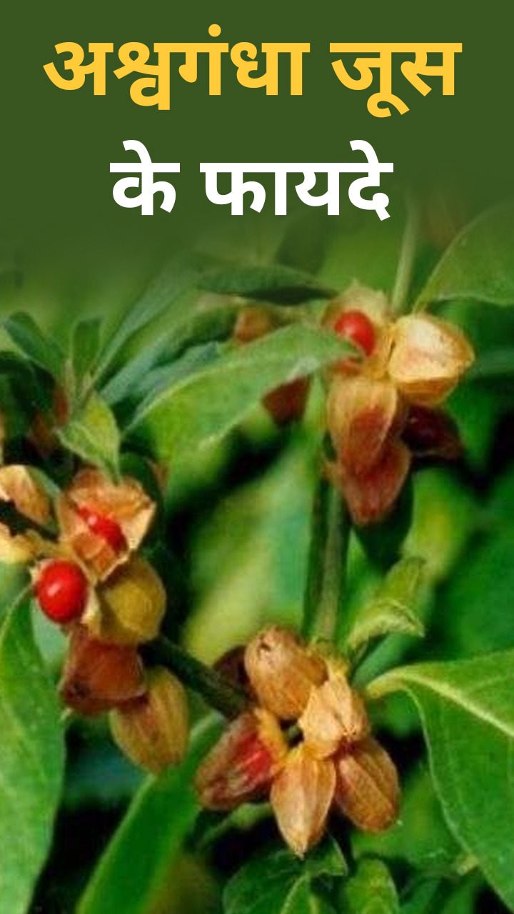 अश्वगंधा का जूस पीने के फायदे