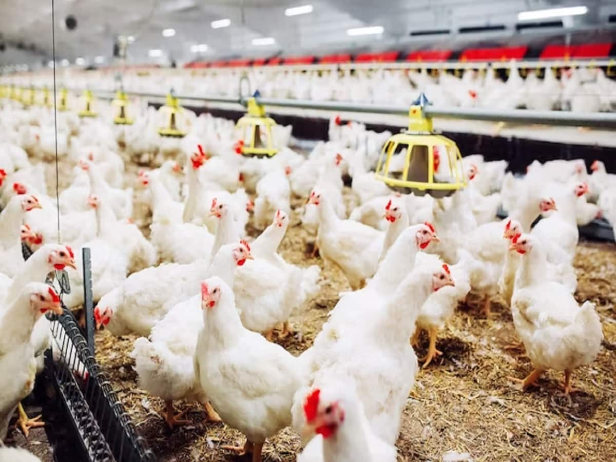 Another 14 Countries Reported Avian Influenza Outbreaks This Year 